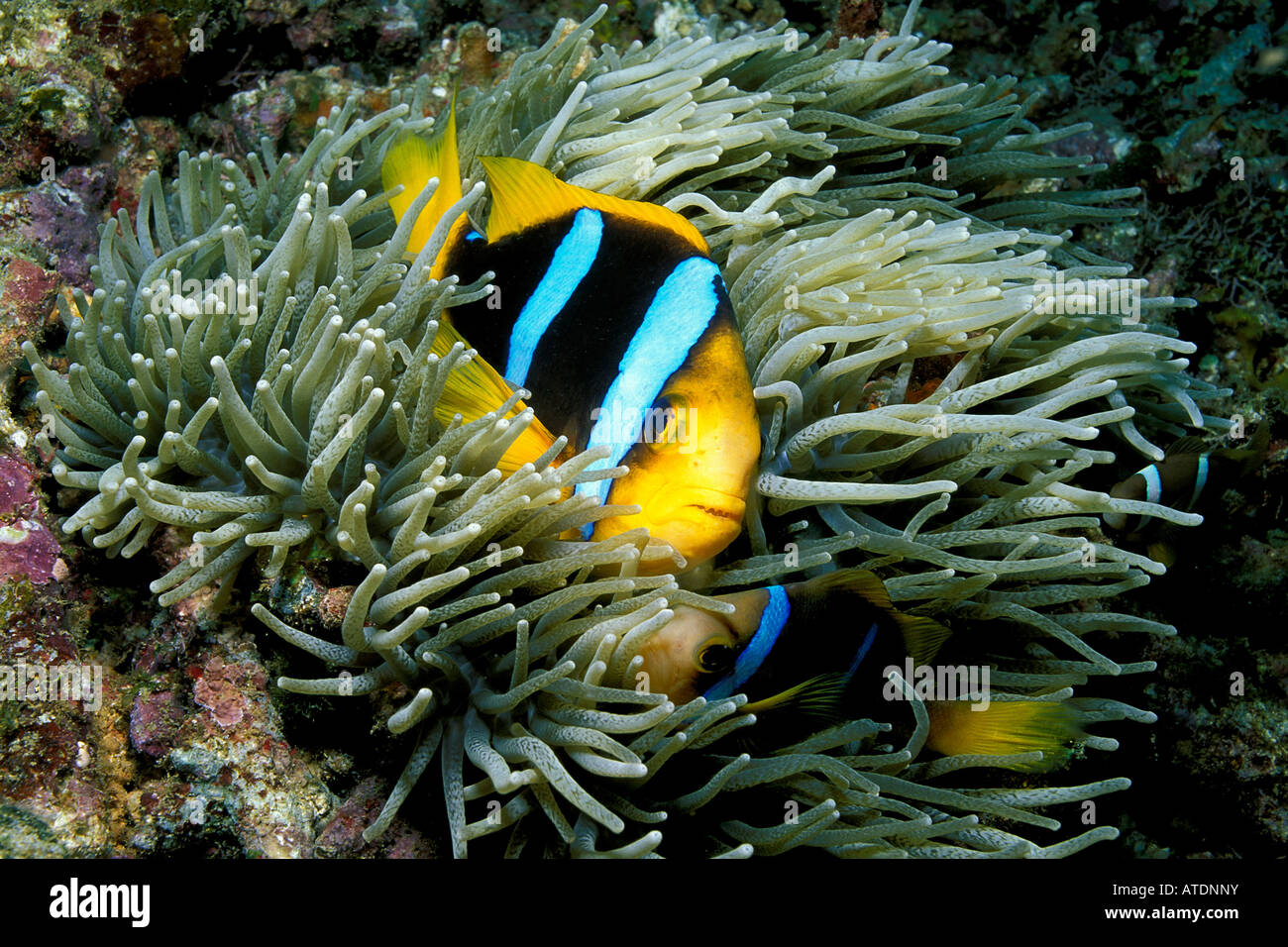 Orange fin anemonefish Amphiprion chrysopterus Fiji Pacific Ocean Stock Photo