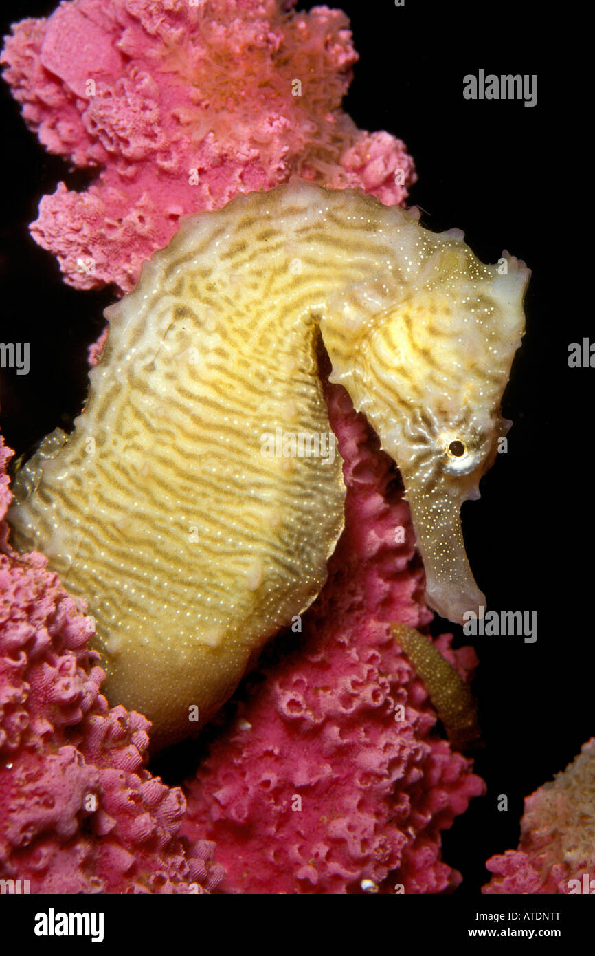Yellow seahorse Hippocampus kuda c Stock Photo