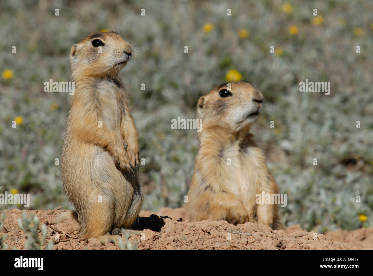 Stock photo of two young Utah prairie dogs by their burrow entrance. Stock Photo