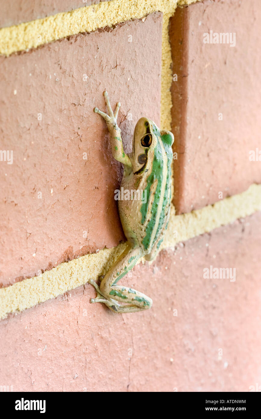 A motorbike frog (litoria moorei) climbing up a red brick wall. Perth