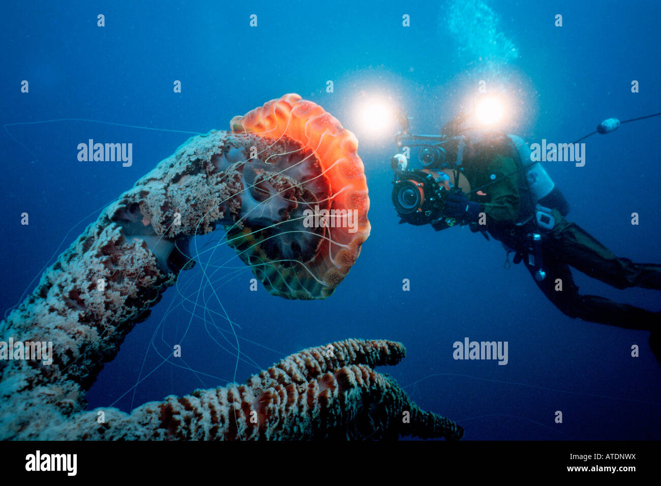 Giant Jellyfish Chrysaora sp California Pacific Ocean Stock Photo Alamy