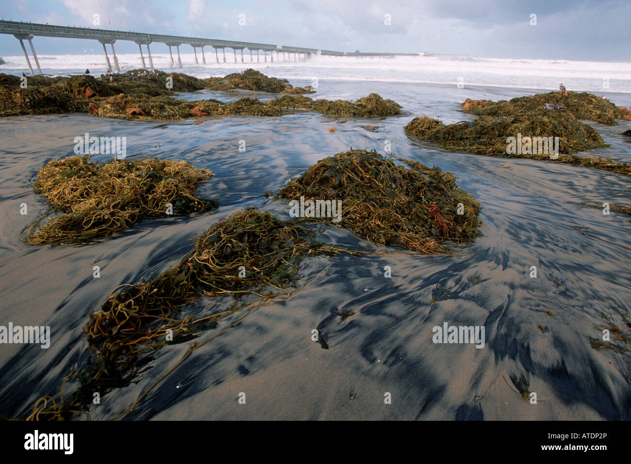 Kelp washed ashore by winter El Nino storm California Pacific Ocean Stock Photo