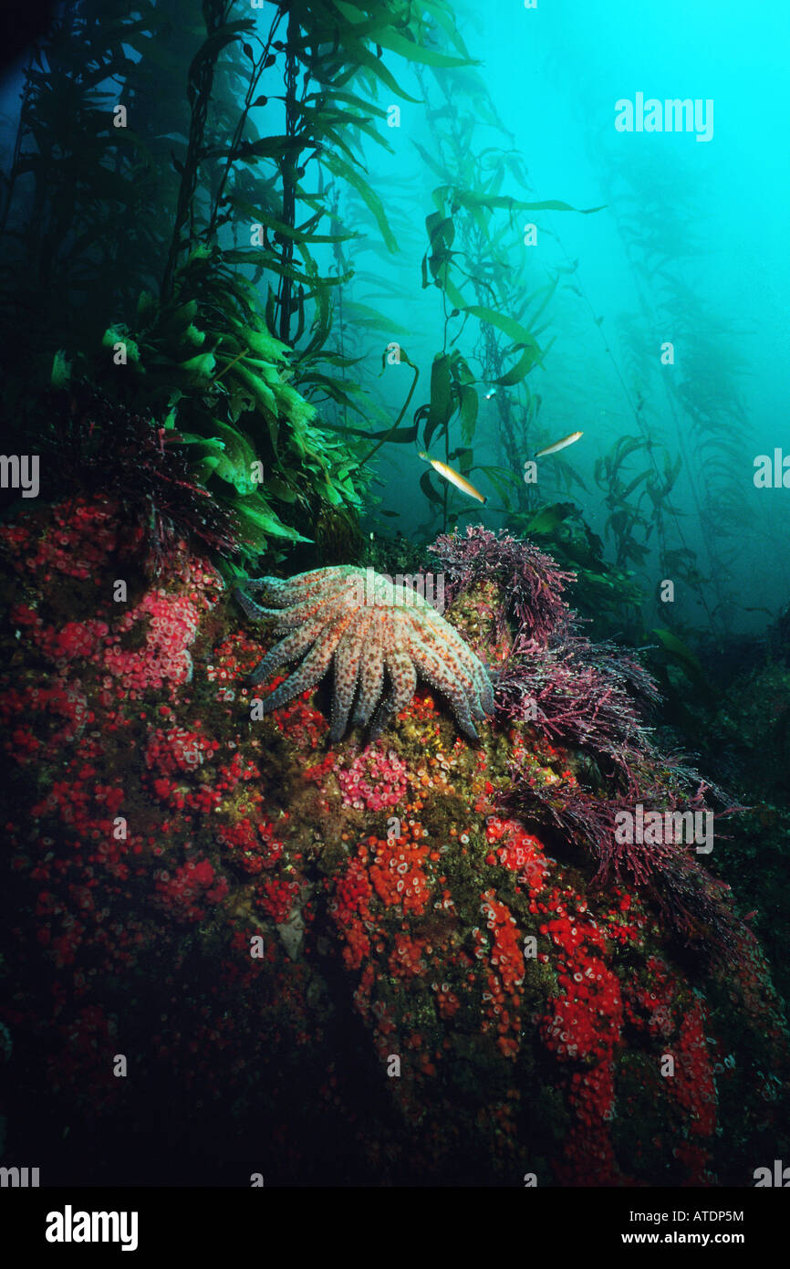 Giant kelp Macrocystis pyrifera attaches to the rocky bottom and grows into a canopy on the surface Stock Photo