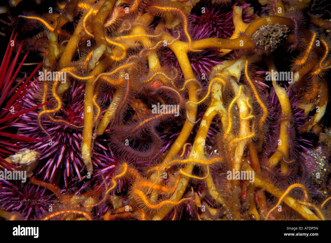 Sea urchins and brittle stars in kelp holdfast California Pacific Ocean Stock Photo