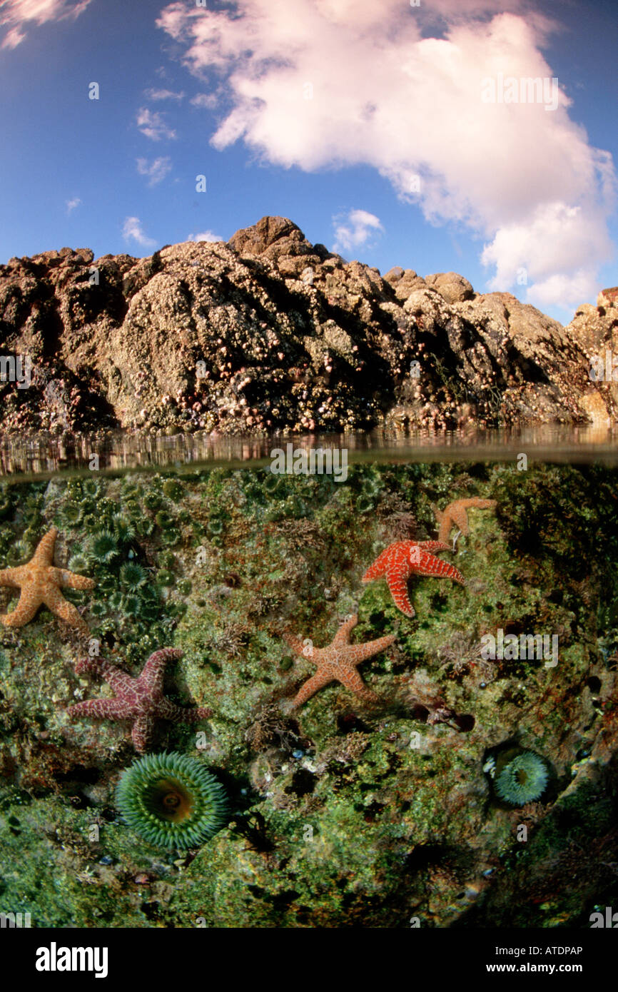 Tidepools are home to a rich diversity of plants and animals Soberanes Point Monterey Bay Nat Marine Sanctuary California Stock Photo