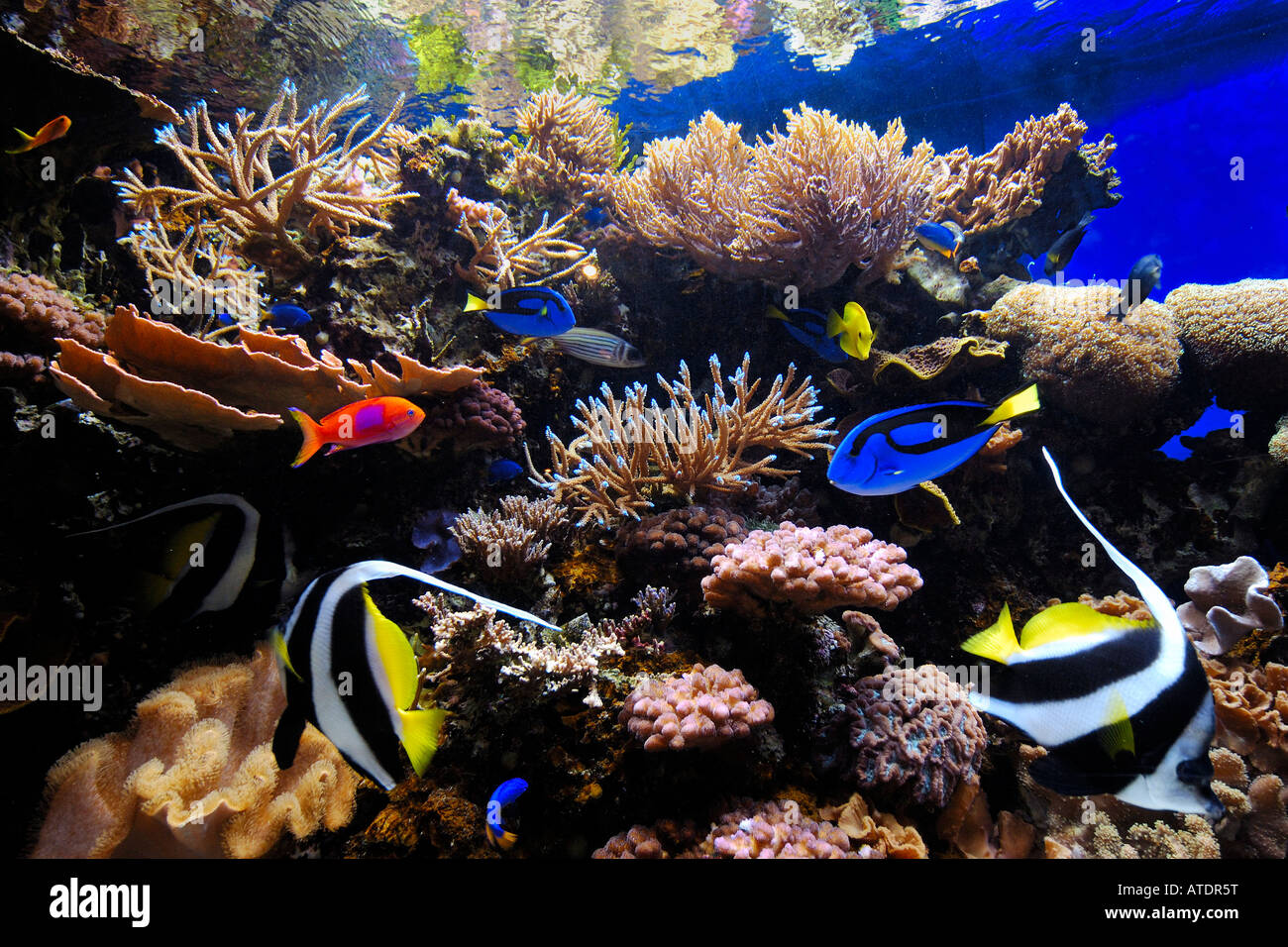 Tropical fish aquarium Stock Photo
