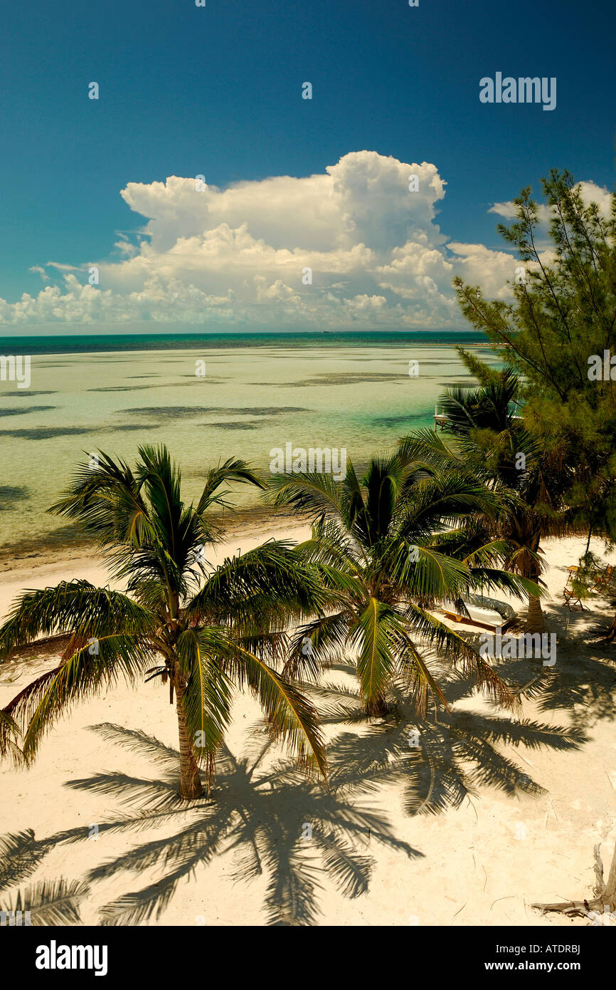 Palm Trees on Beach South Bimini Bahamas Atlantic Ocean Stock Photo