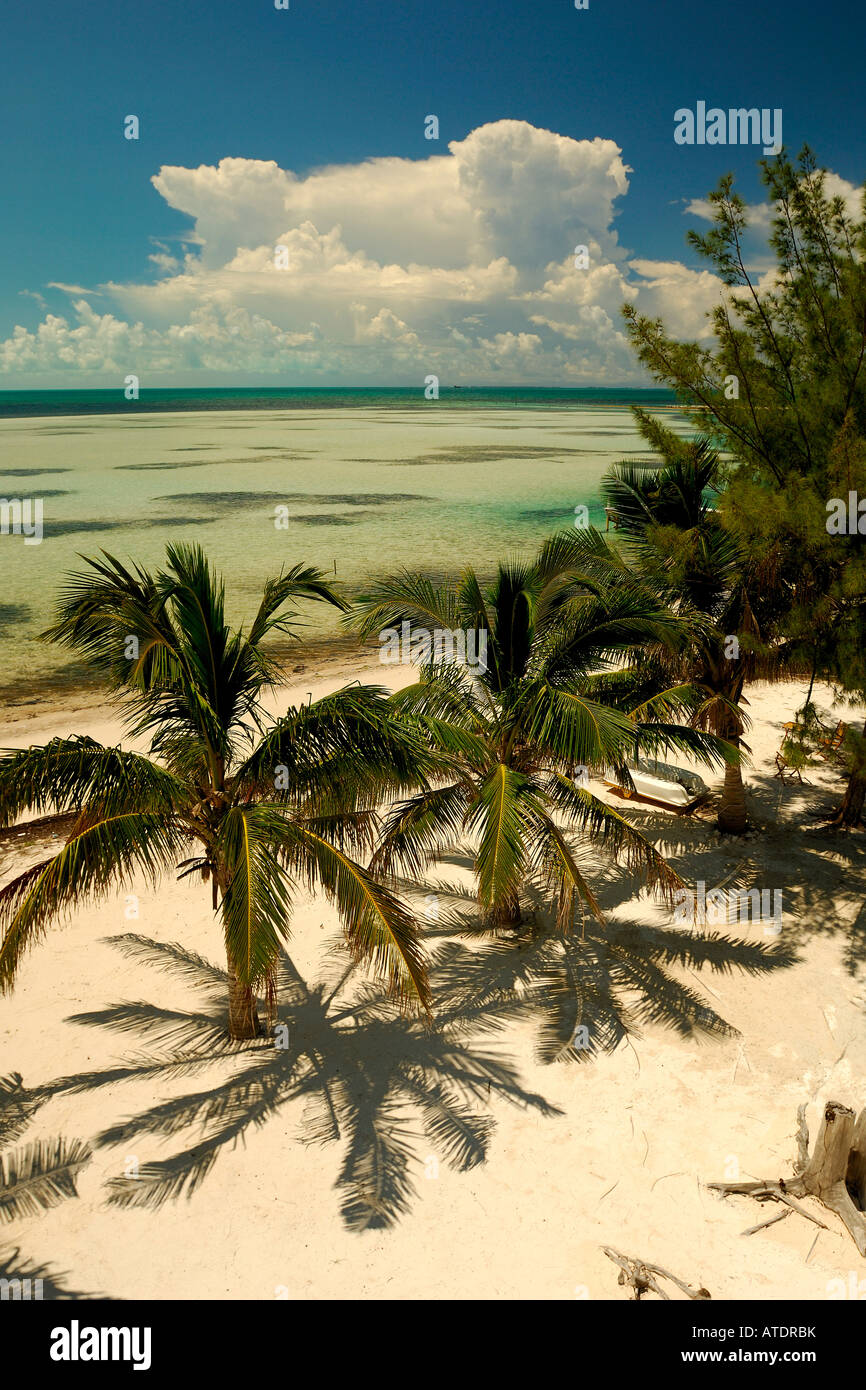 Palm Trees on Beach South Bimini Bahamas Atlantic Ocean Stock Photo