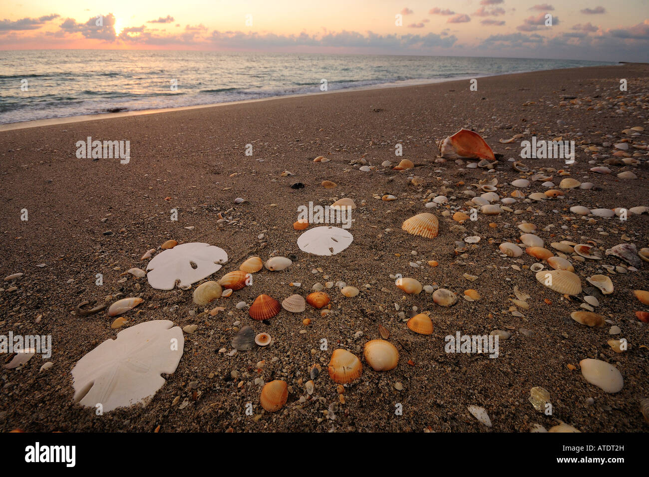 Sea shells on beach Jupiter Island Florida Atlantic Ocean Stock Photo ...