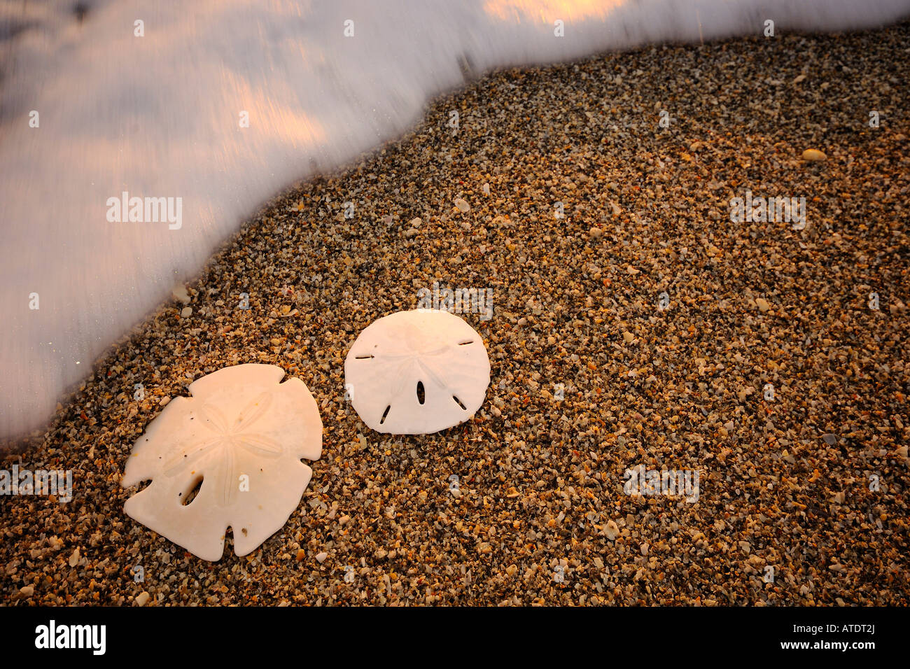 Sand dollars on beach Jupiter Island Florida Atlantic Ocean Stock Photo