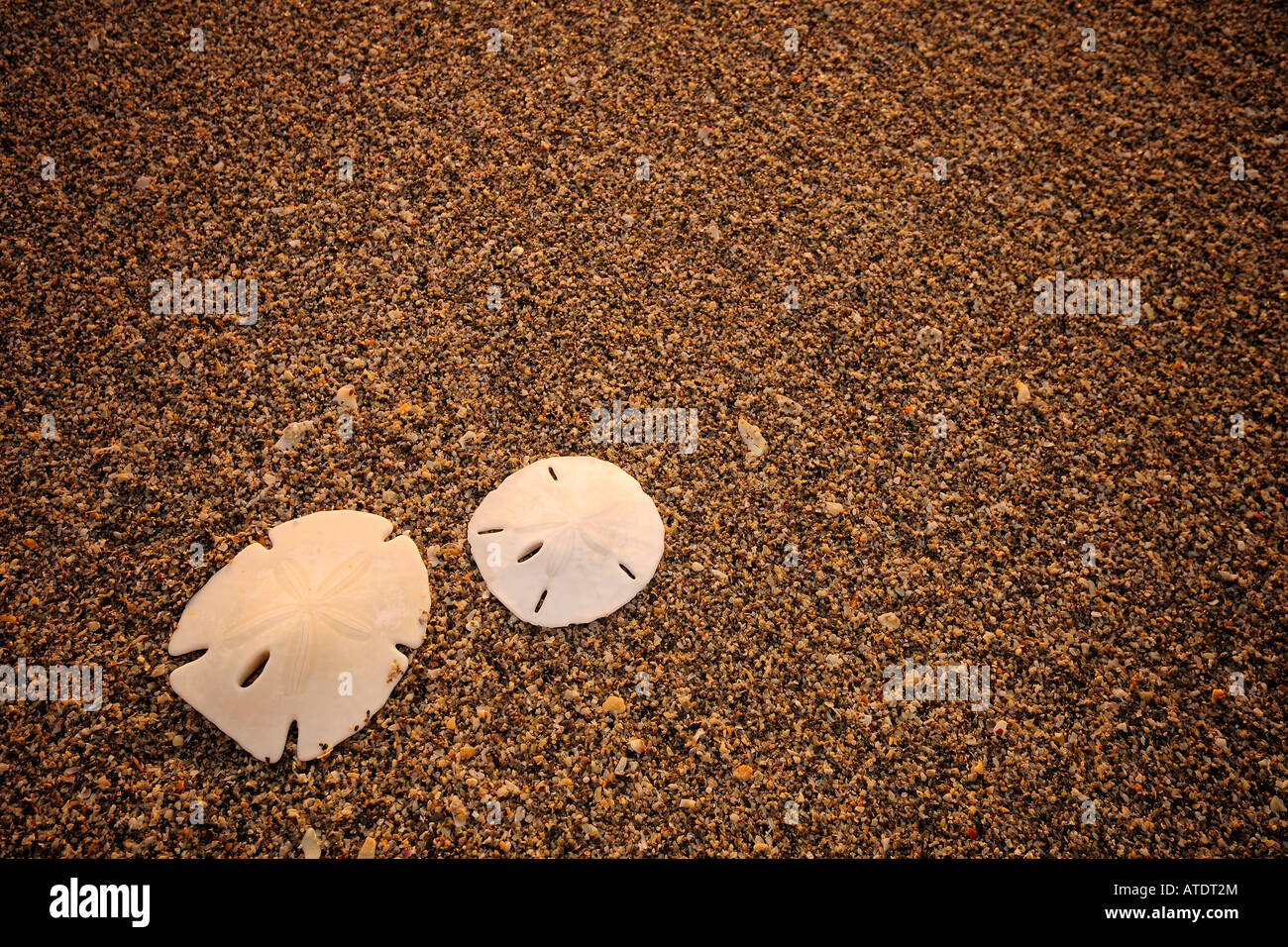 Sand dollars on beach Jupiter Island Florida Atlantic Ocean Stock Photo