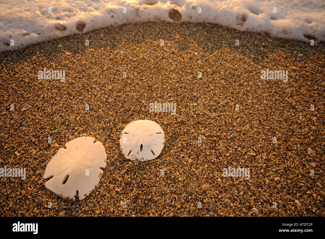 Sand dollars on beach Jupiter Island Florida Atlantic Ocean Stock Photo