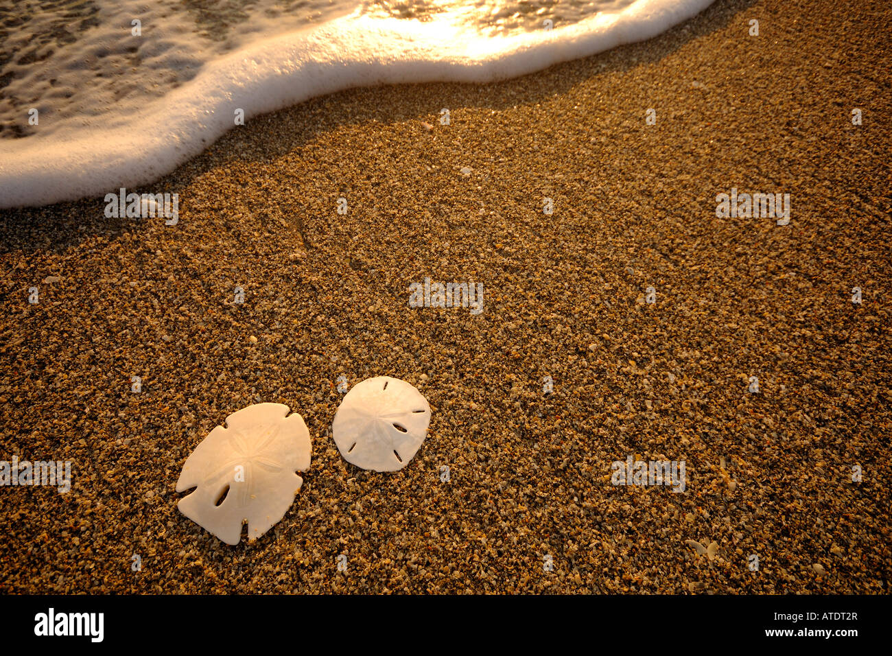 Sand dollars on beach Jupiter Island Florida Atlantic Ocean Stock Photo