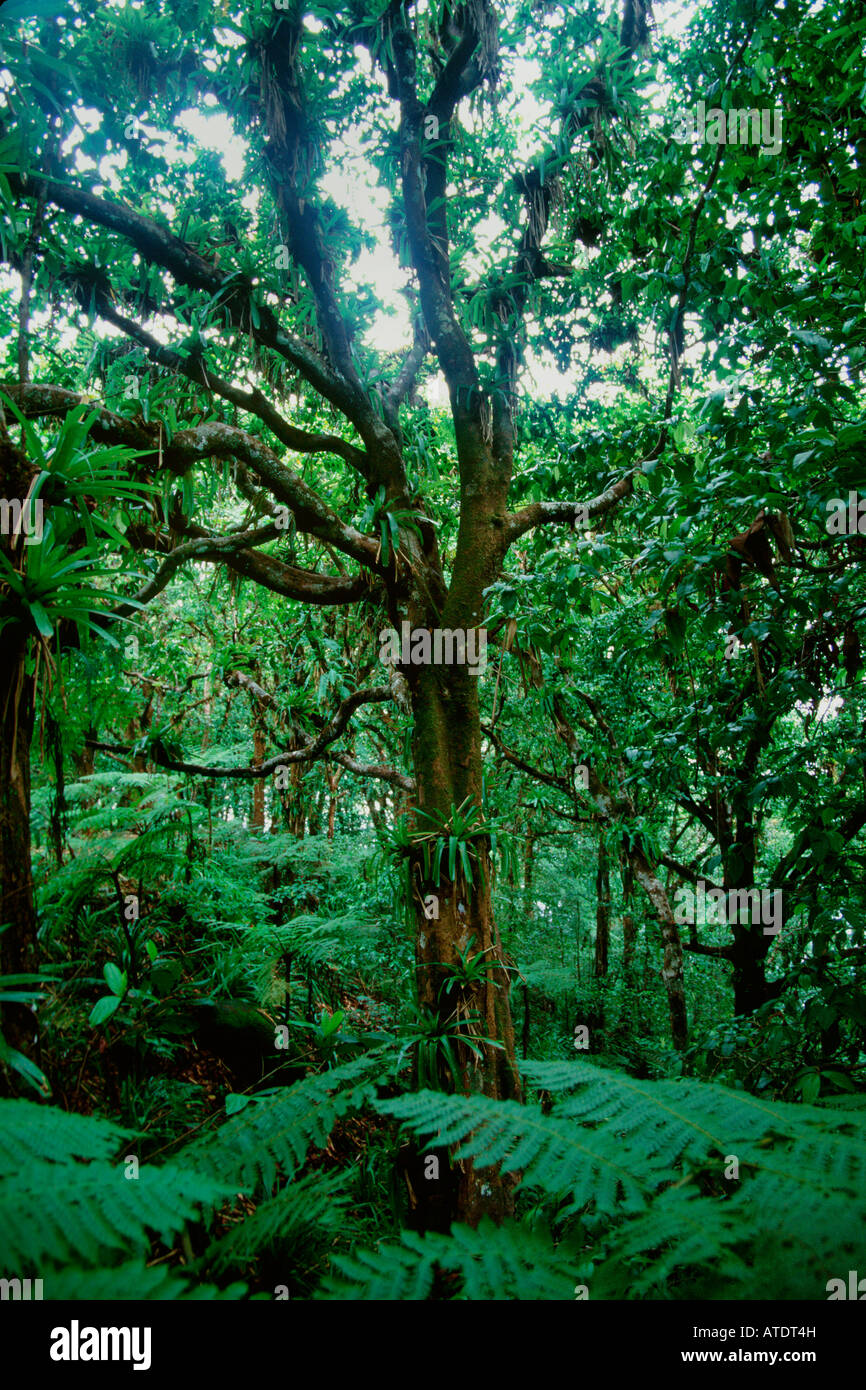 Rainforest climate hi-res stock photography and images - Alamy