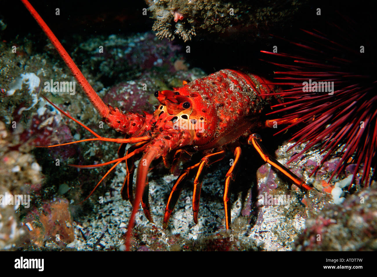 California Spiny Lobster Panulirus interruptus California Pacific Ocean Stock Photo