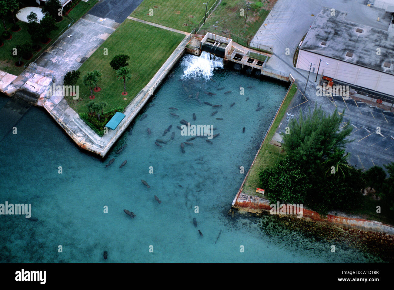 West Indian Manatee Trichechus manatus Stock Photo