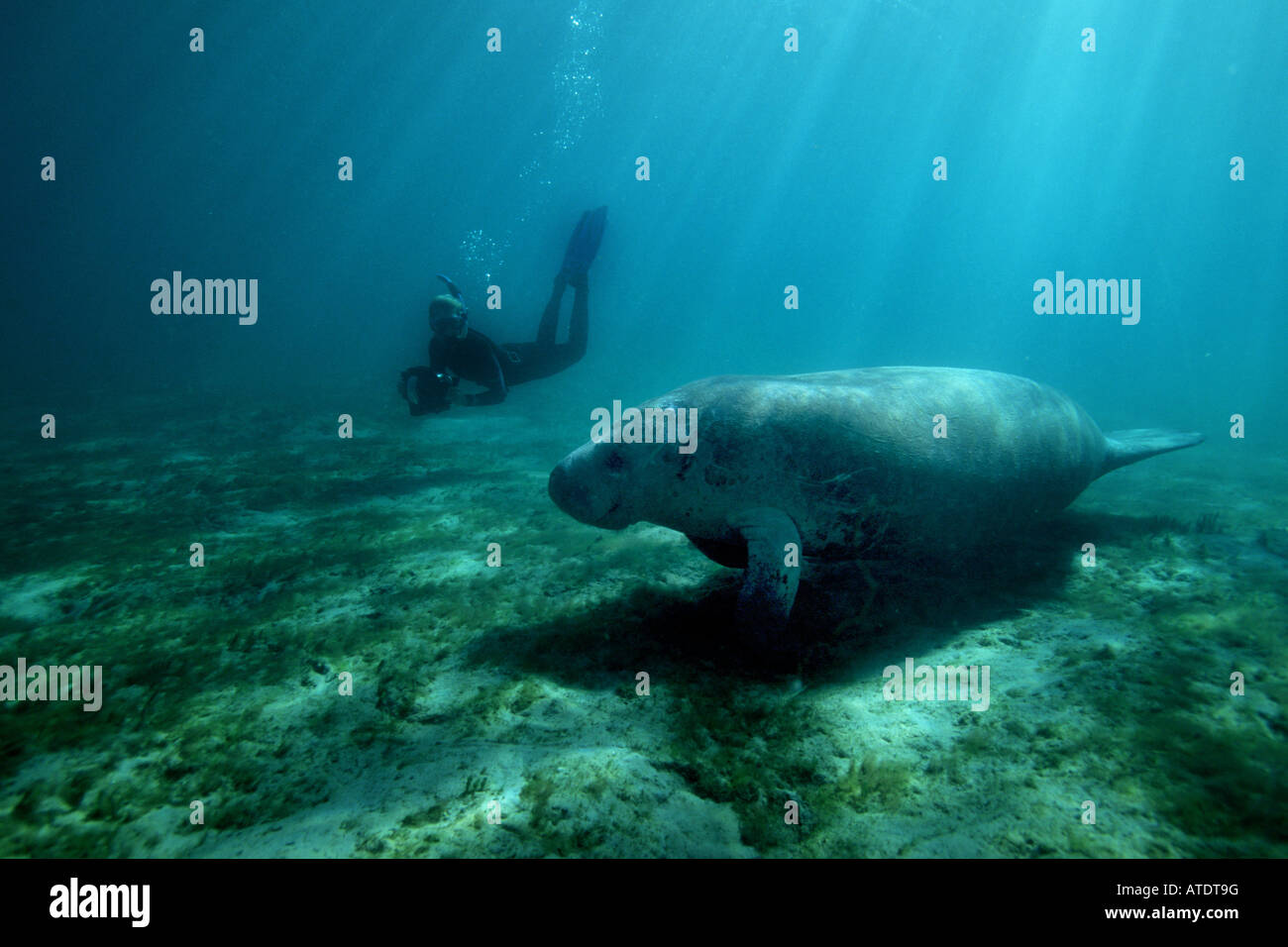 West Indian Manatee Trichechus manatus Stock Photo Alamy