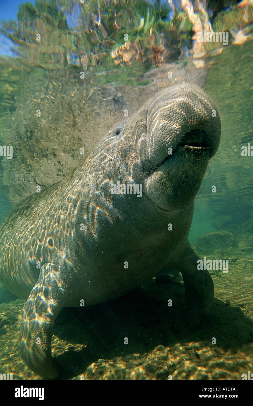 West Indian Manatee Trichechus manatus Stock Photo