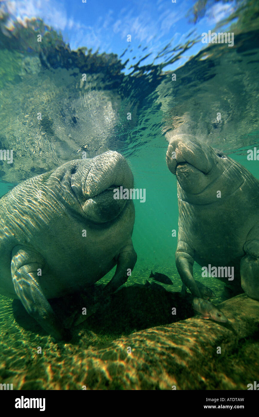 West Indian Manatee High Resolution Stock Photography and Images - Alamy