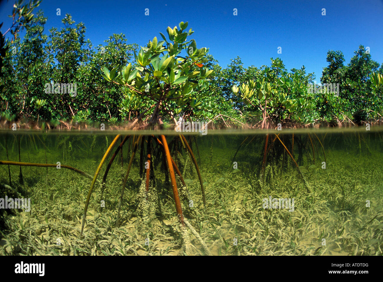 Red mangrove Rhizophora stylosa Bimini Atlantic Ocean Stock Photo Alamy
