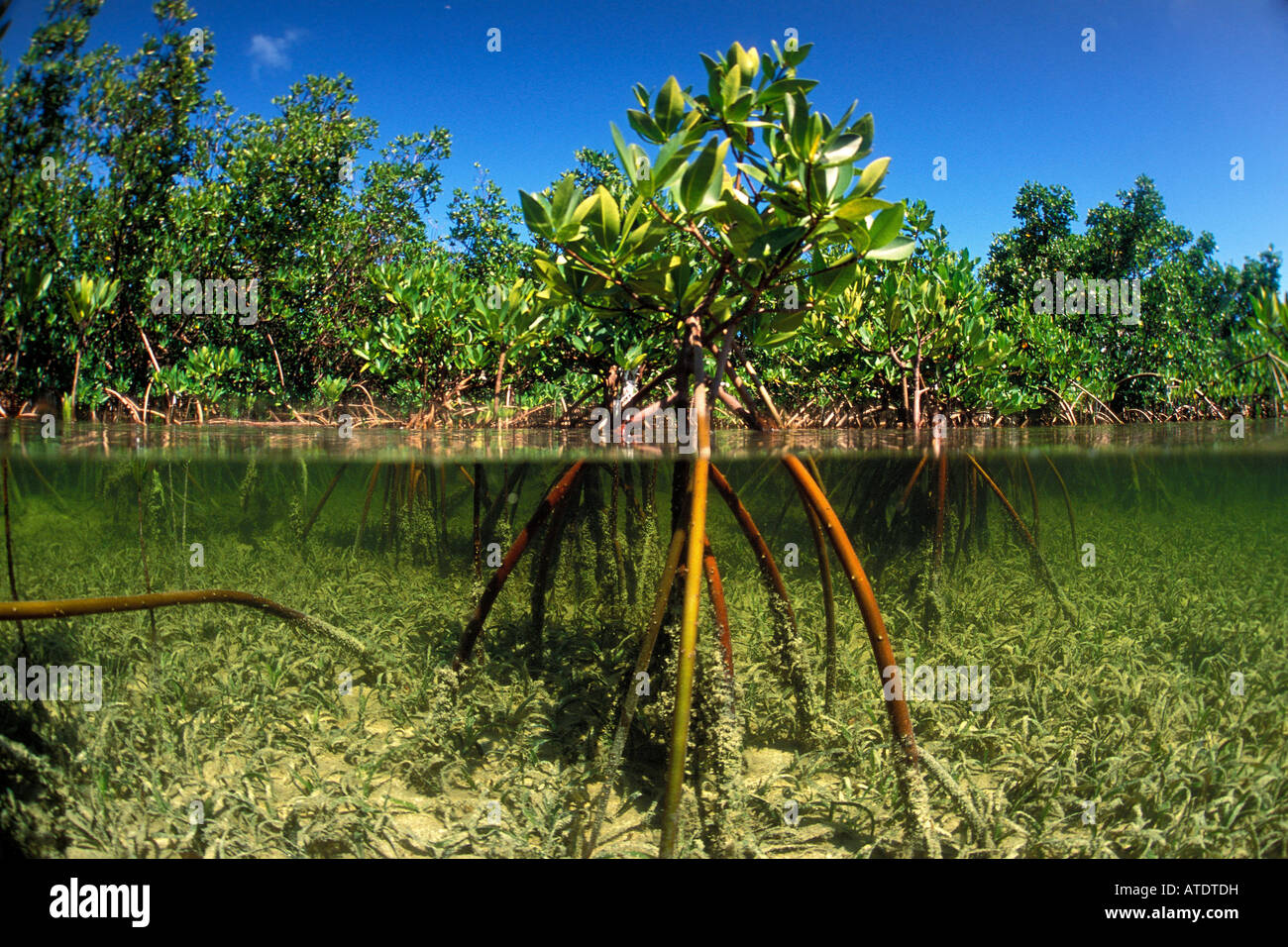Red mangrove Rhizophora stylosa Bimini Atlantic Ocean Stock Photo