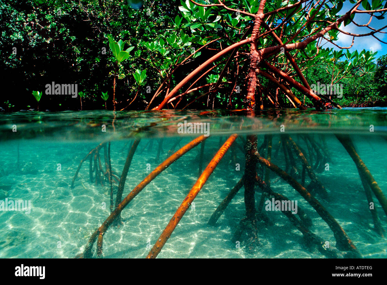 Red mangrove Rhizophora stylosa plants grow at the water edge and