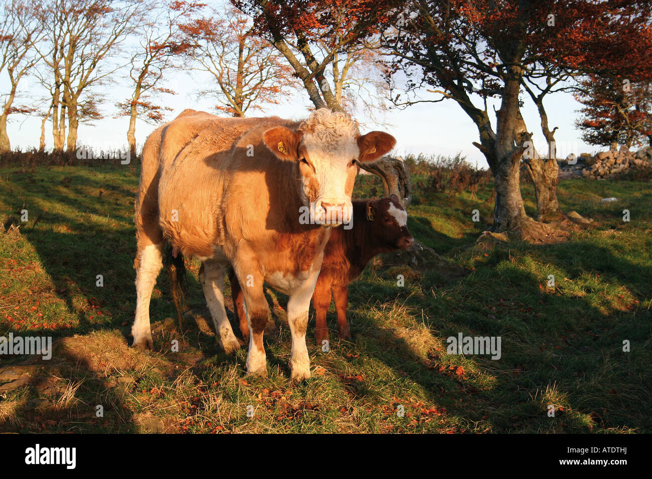 Cow and calf Stock Photo - Alamy