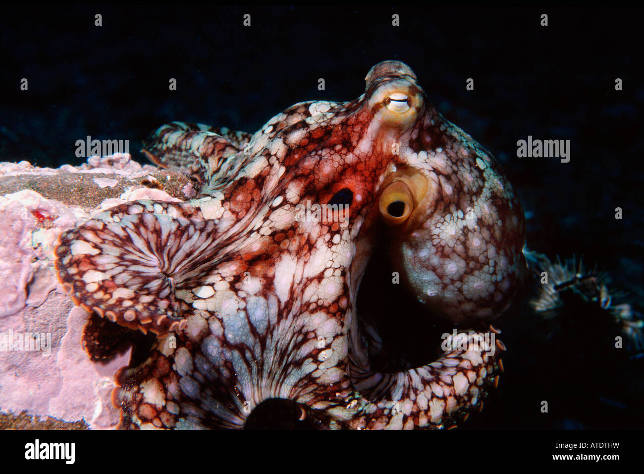 Two spot octopus Octopus bimaculatus California Pacific Ocean Stock