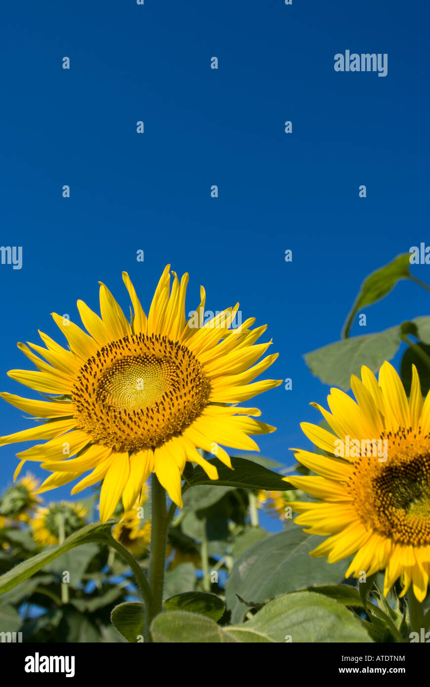 Sunflowers against blue sky Stock Photo - Alamy