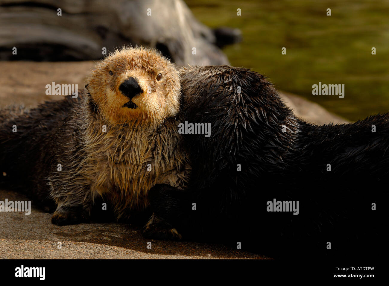 Sea otter Enhydra lutris Oregon c Stock Photo