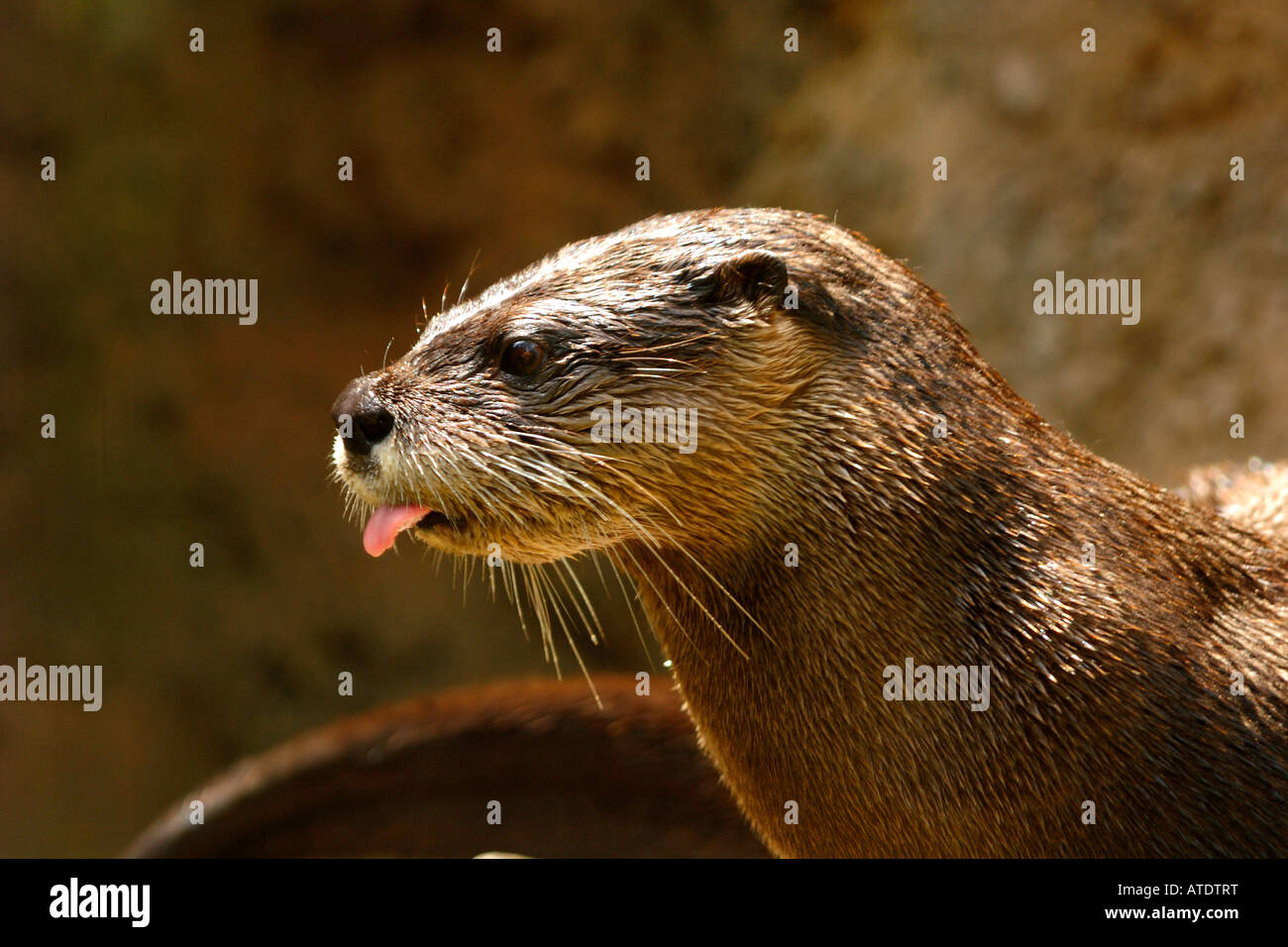 Northern River Otter Lontra canadensis Florida c Stock Photo