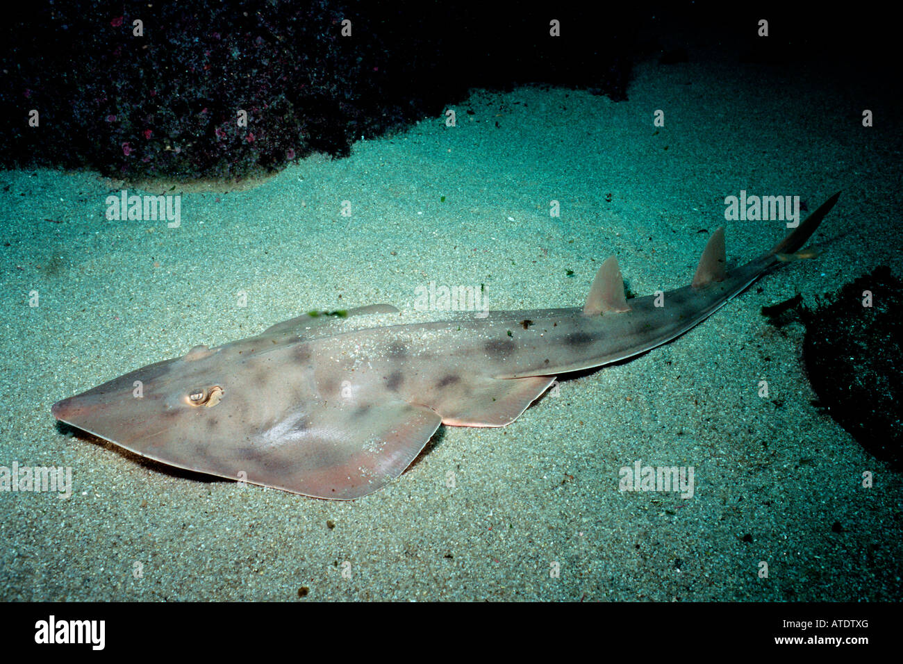 Shovelnose guitarfish Rhinobatus productus is found in the Eastern Pacific Stock Photo