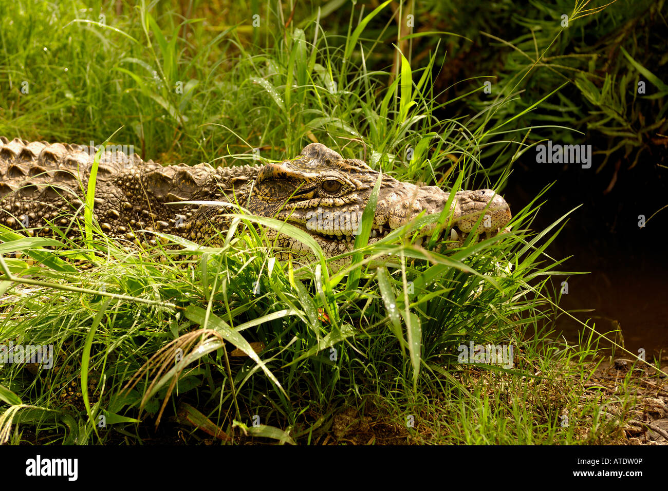 Cuban Crocodile Crocodylus rhombifer endangered captive Florida Stock Photo