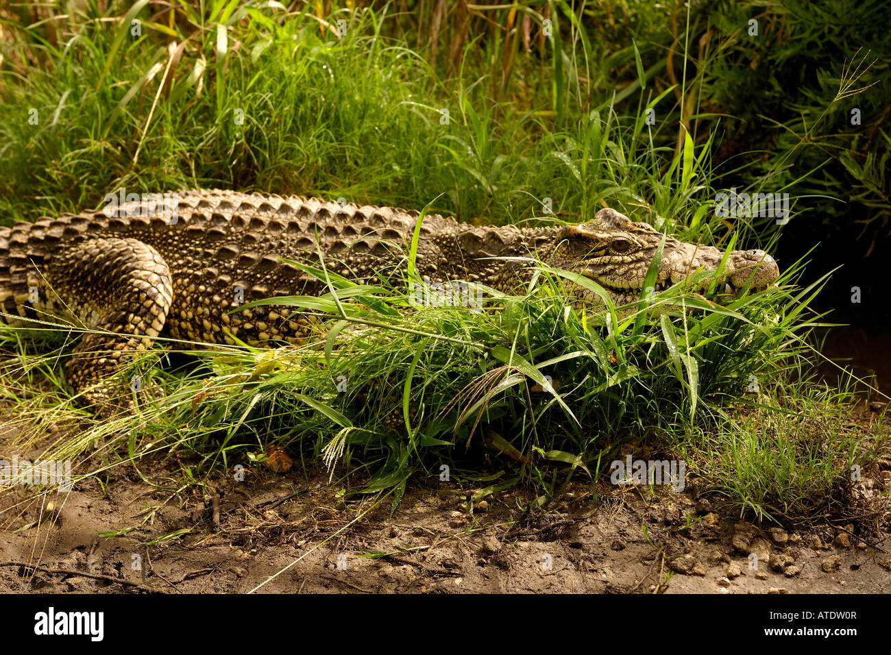 Cuban Crocodile Crocodylus rhombifer endangered captive Florida Stock Photo