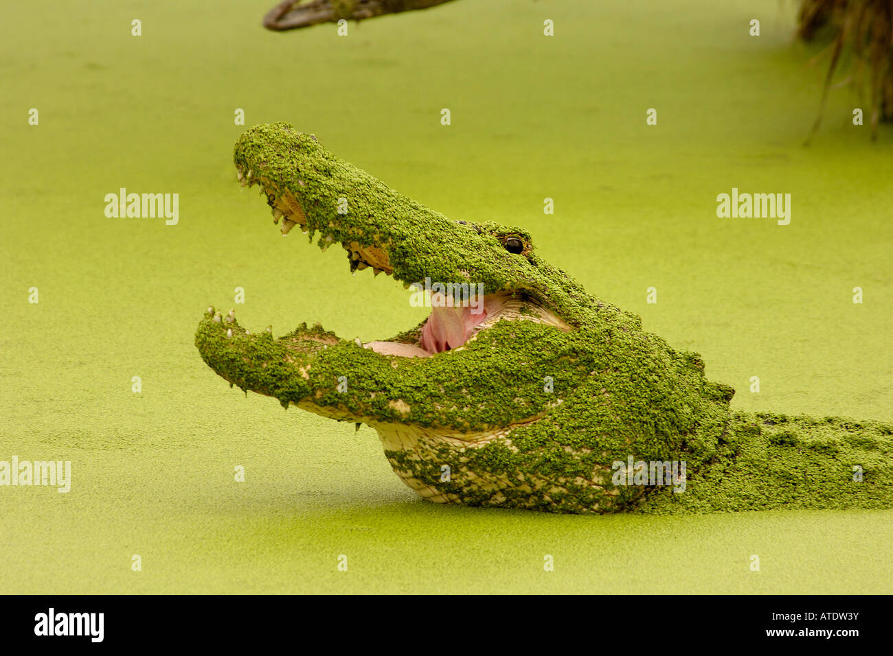 American Alligator Alligator mississippiensis captive Florida Stock Photo