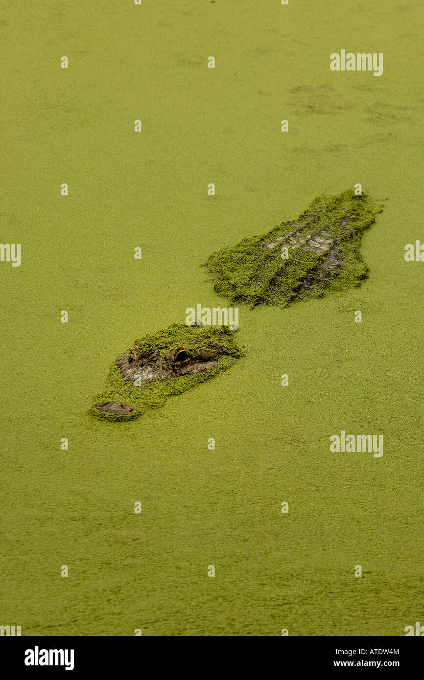 American Alligator Alligator mississippiensis captive Florida Stock Photo