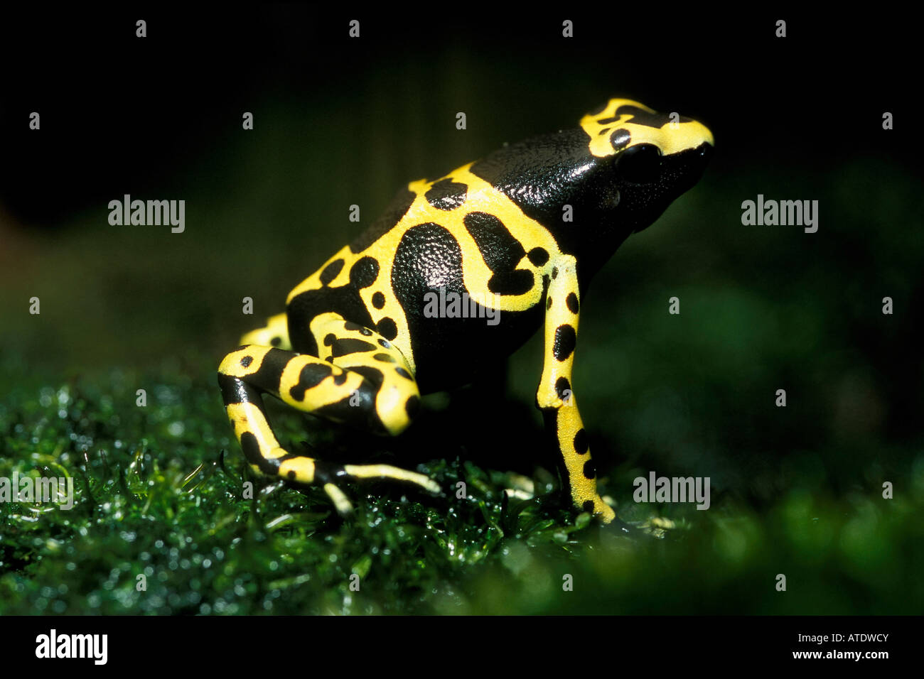 Poison arrow frog Dendrobates auratus Central and South America c Stock Photo