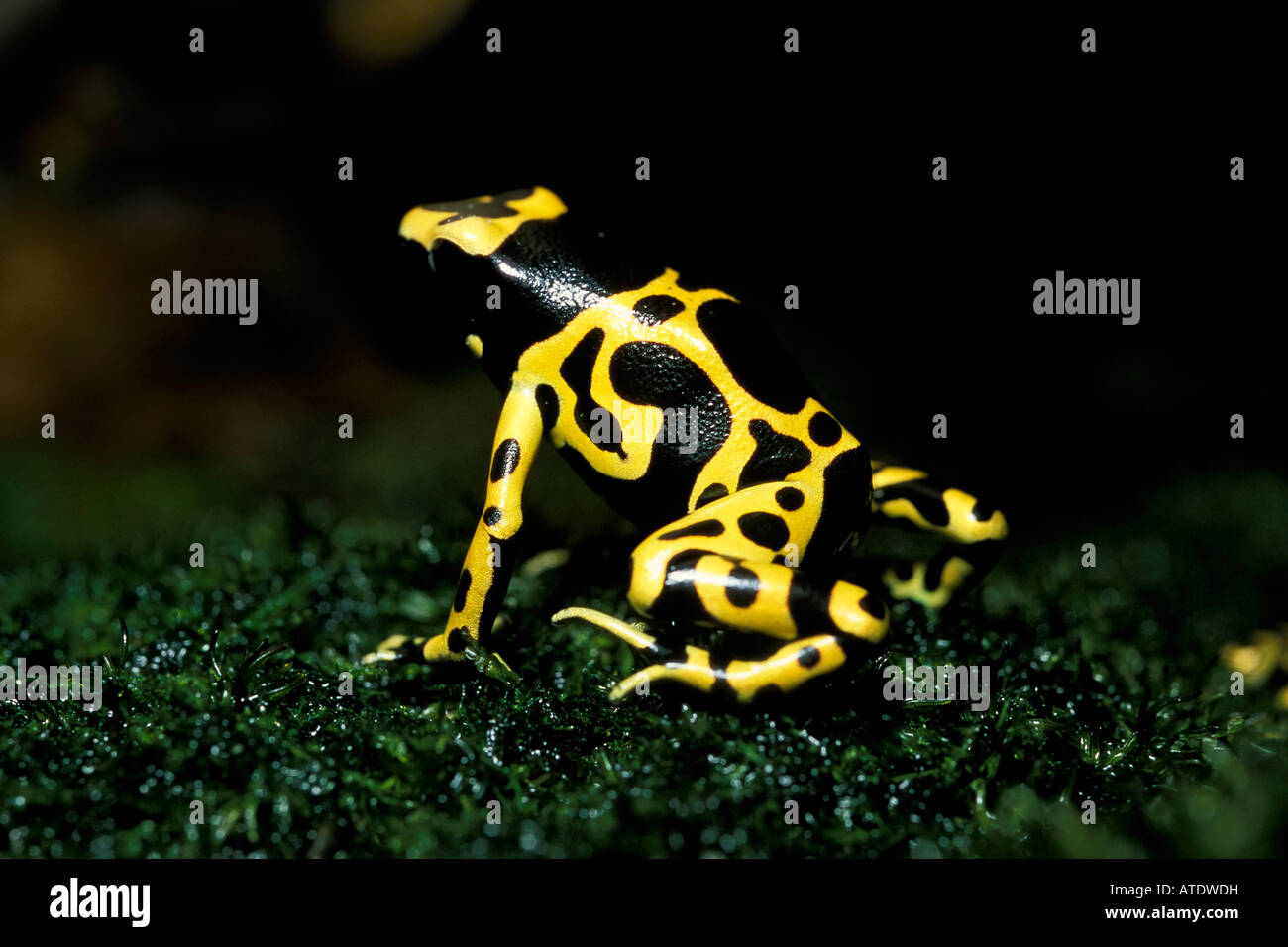 Poison arrow frog Dendrobates auratus Central and South America c Stock Photo