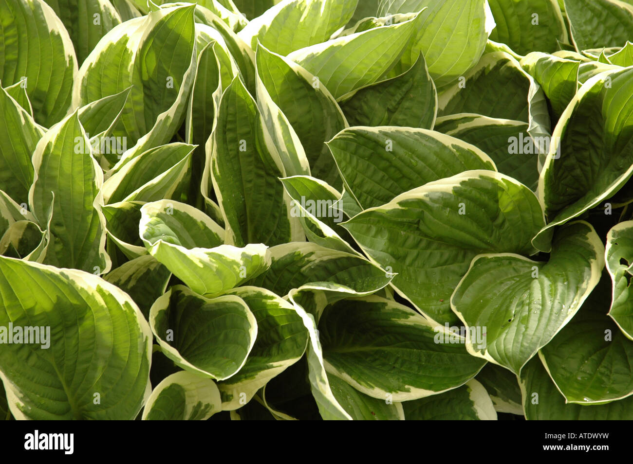Hosta Stock Photo