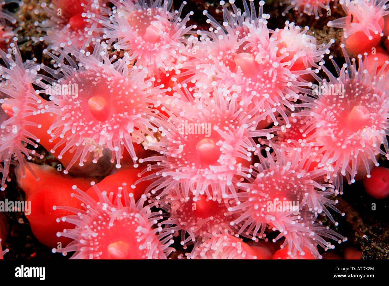 Club tipped anemone Corynactis californica California Eastern Pacific Ocean Stock Photo