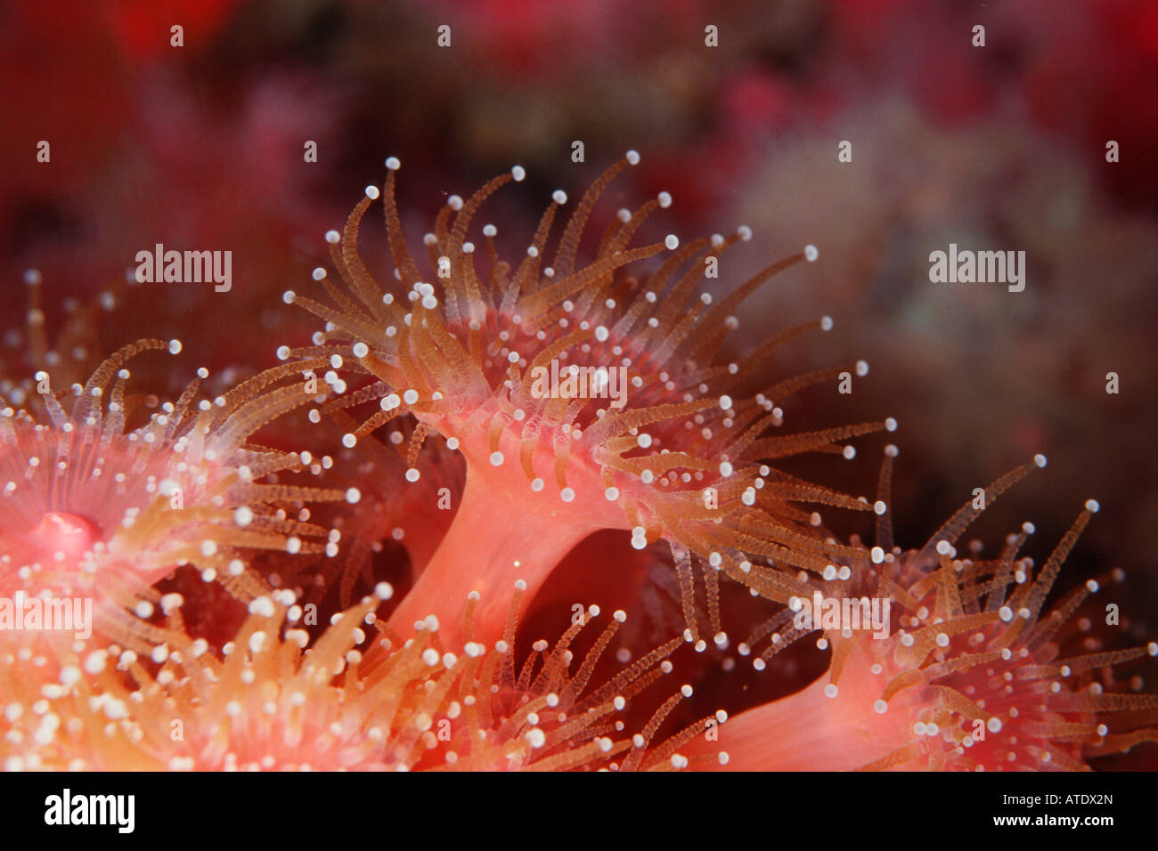 Club tipped anemone Corynactis californica California Eastern Pacific Ocean Stock Photo
