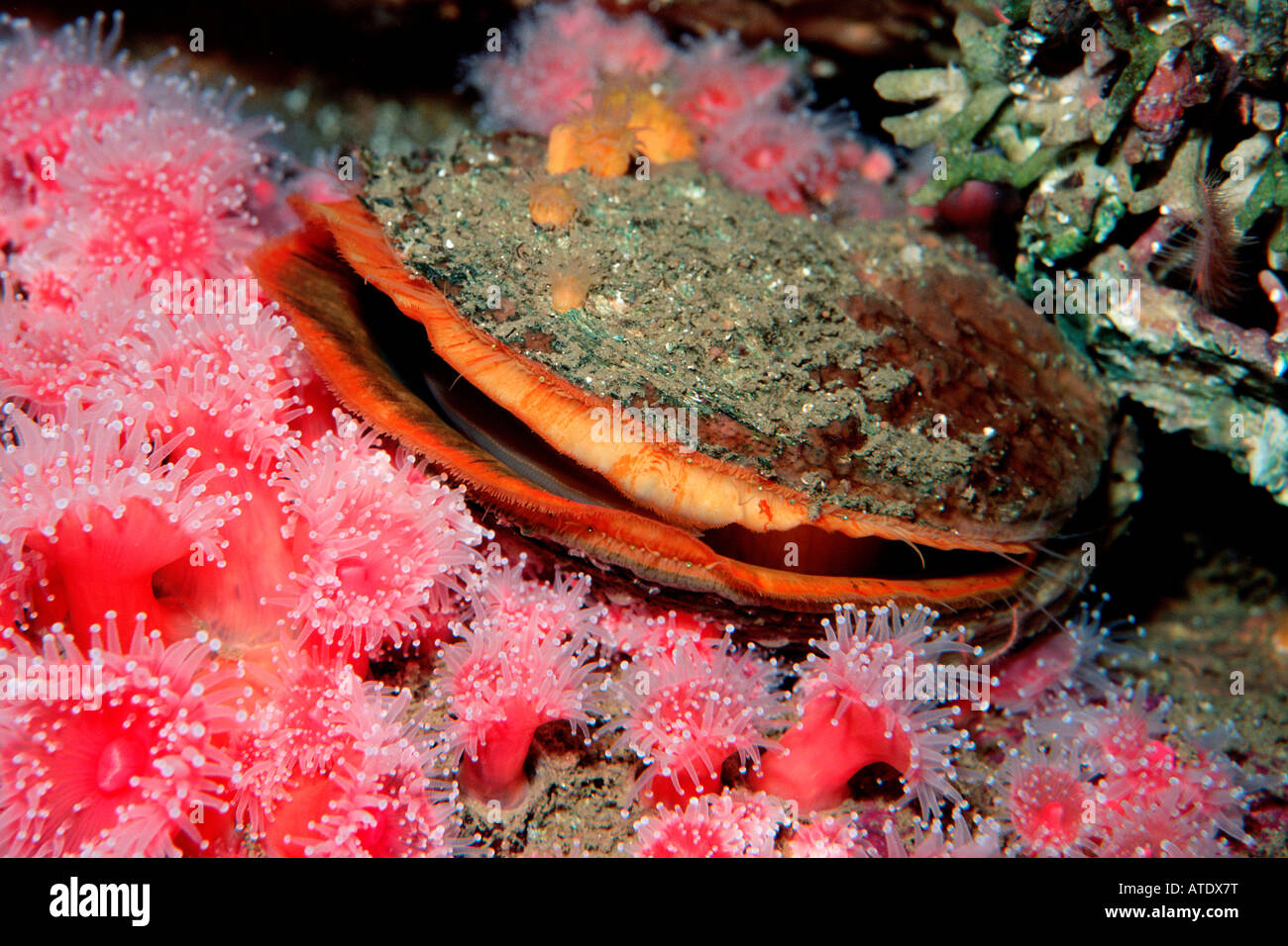 Rock scallop Crassedoma giganteum California Eastern Pacific Ocean