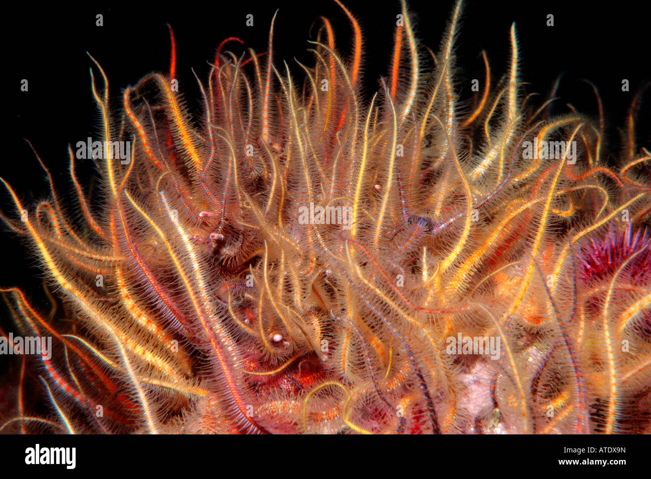 Spiny brittle star Ophiothrix spiculata filters plankton as it passes