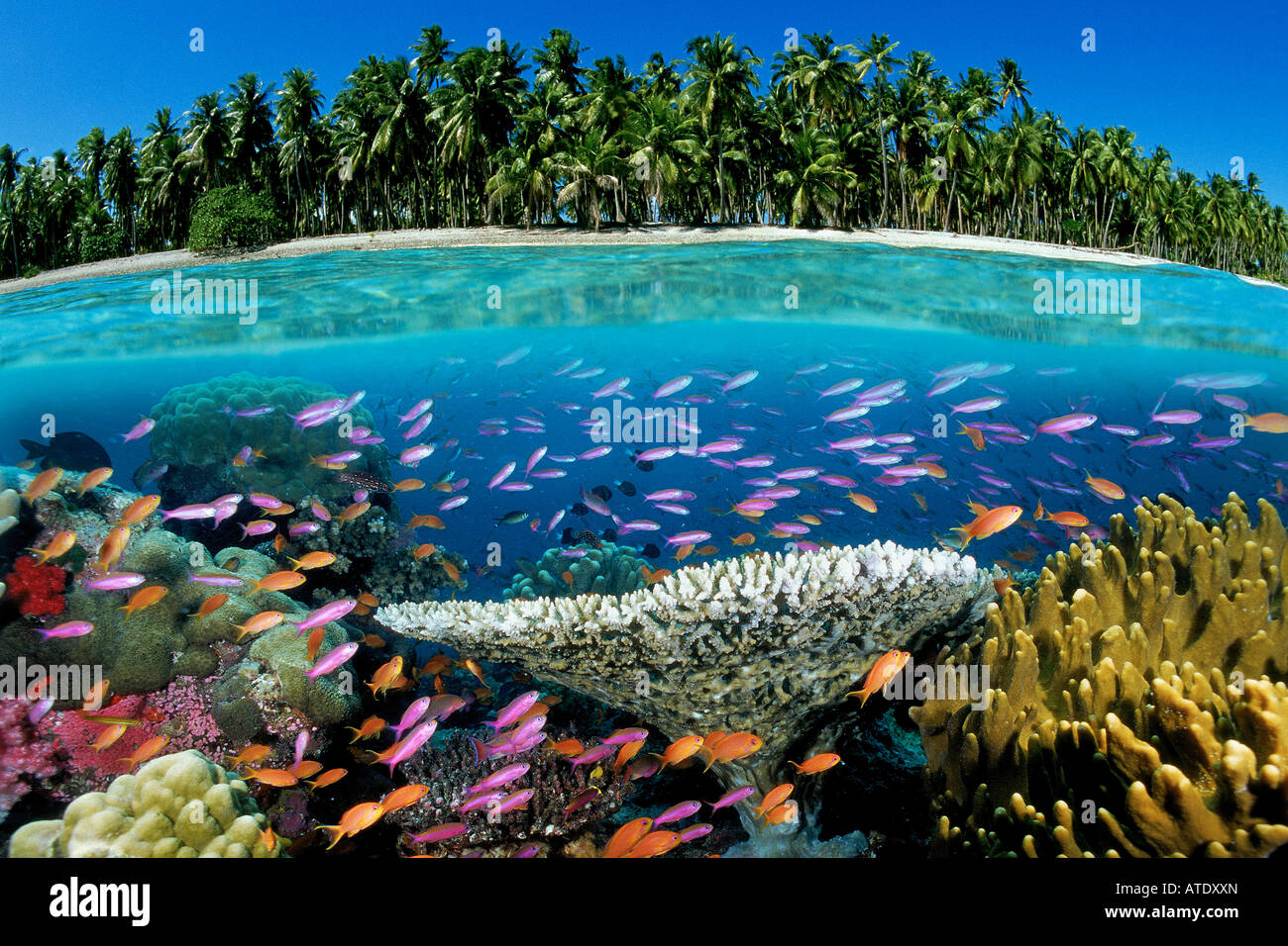 Tropical coral reef Fiji Pacific Ocean Stock Photo