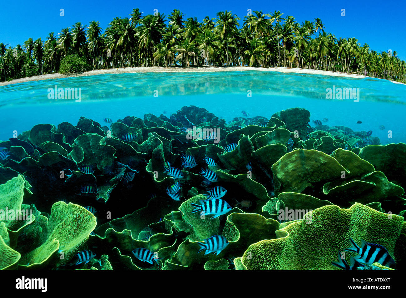 Tropical coral reef Fiji Pacific Ocean Stock Photo - Alamy