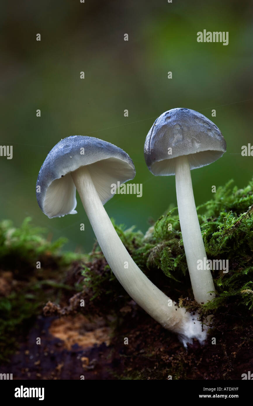 Pluteus salicinus growing on old log with nice out of focus background therfield woods hertfordshire Stock Photo