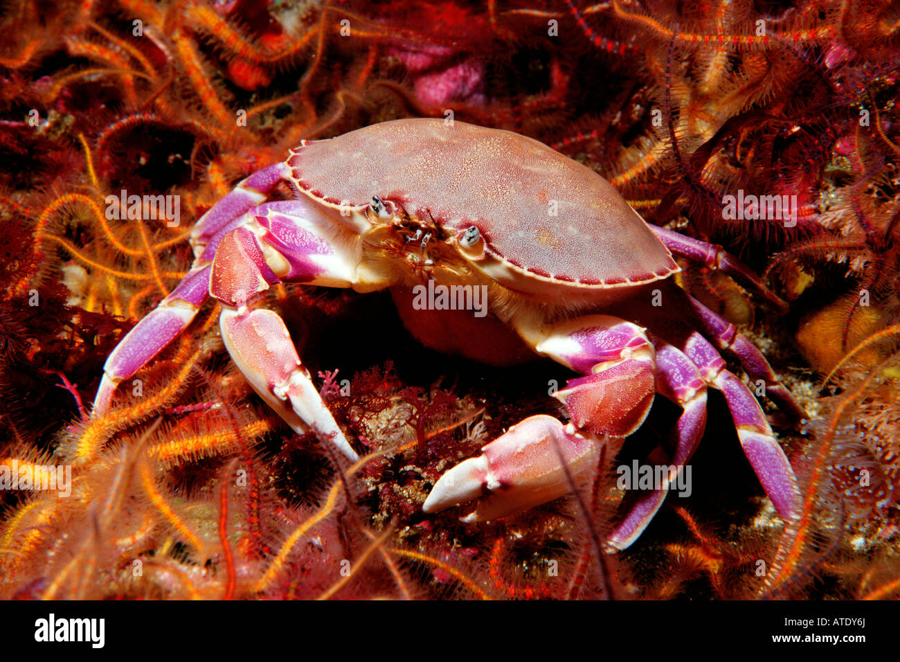 Graceful crab Cancer gracilis Stock Photo - Alamy