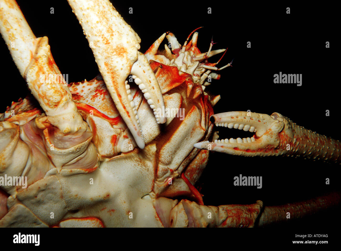 Giant spider crab Macrocheira kaempferi can measure up to 26 feet across and is the world s largest crab Japan c Stock Photo
