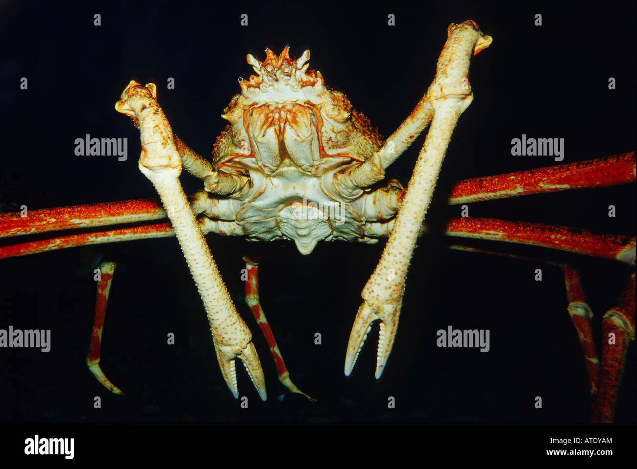 Giant spider crab Macrocheira kaempferi can measure up to 26 feet across and is the world s largest crab Japan c Stock Photo