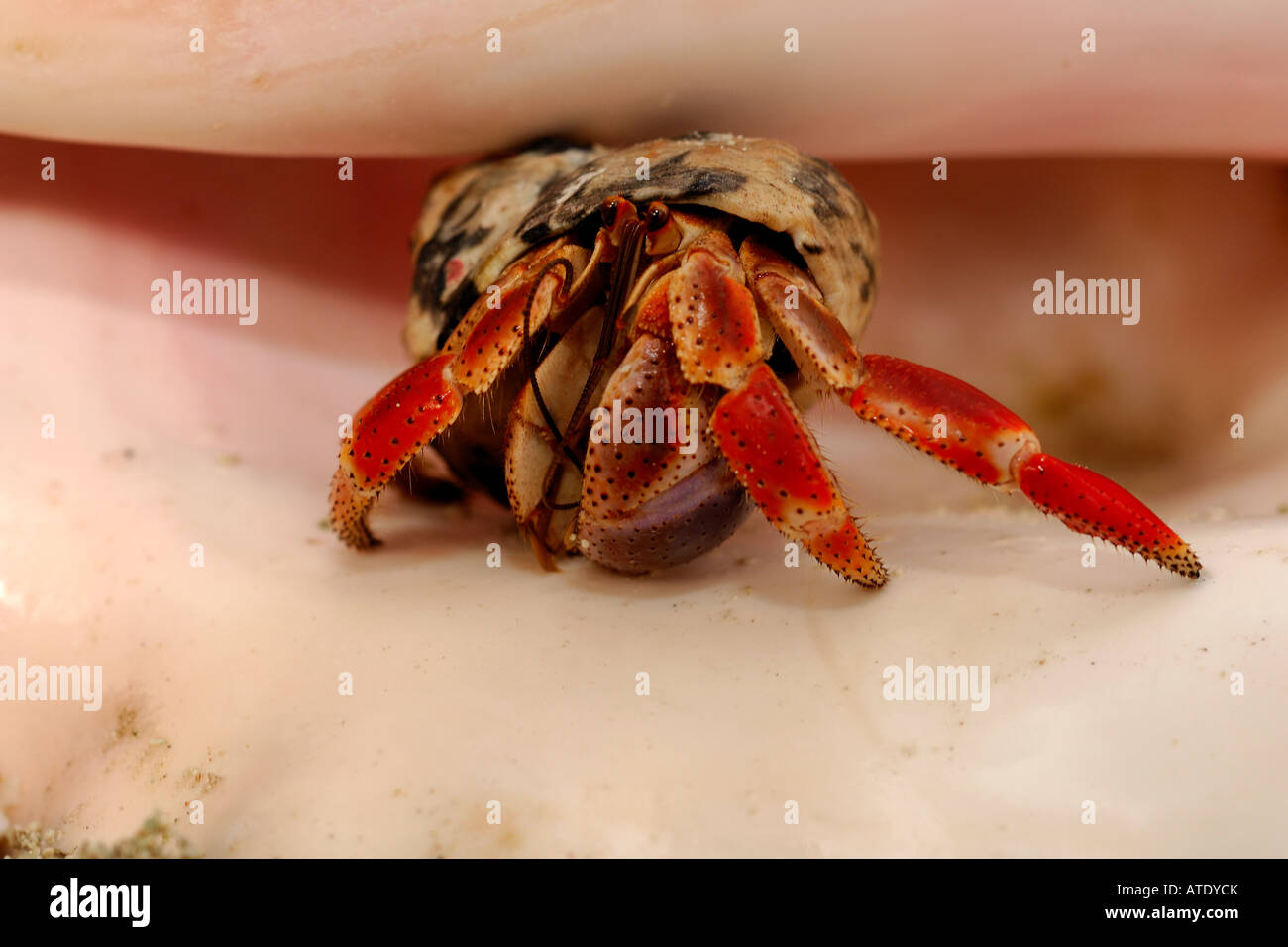 Caribbean Hermit Crab Coenobita clypeatus Bimini Stock Photo